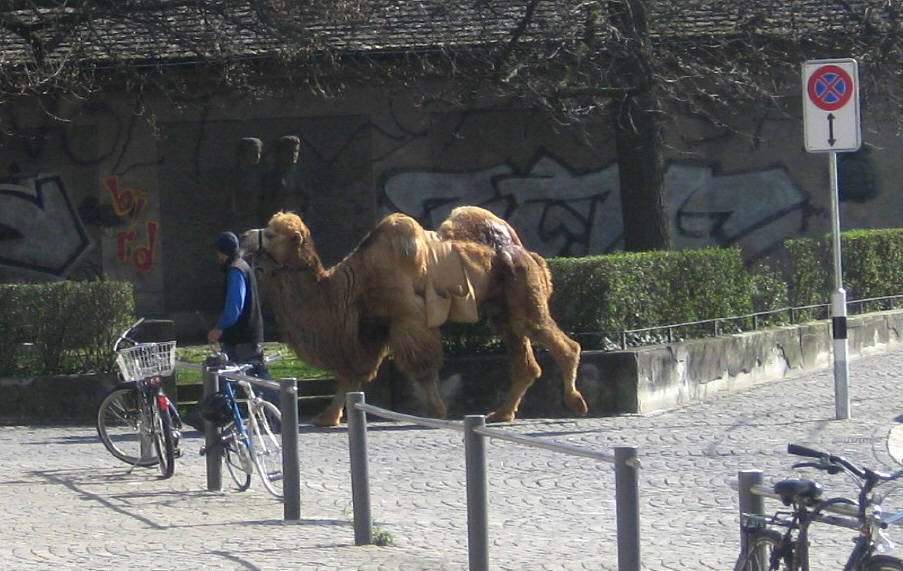 bird graffiti mit kamel dromedar